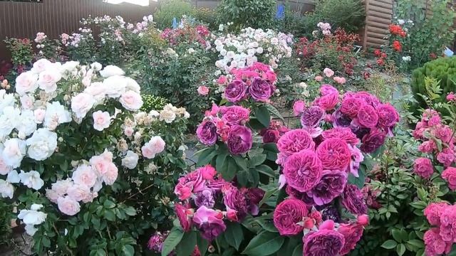 Розы группы шраб. Purple Lodge (Перпл Лодж)