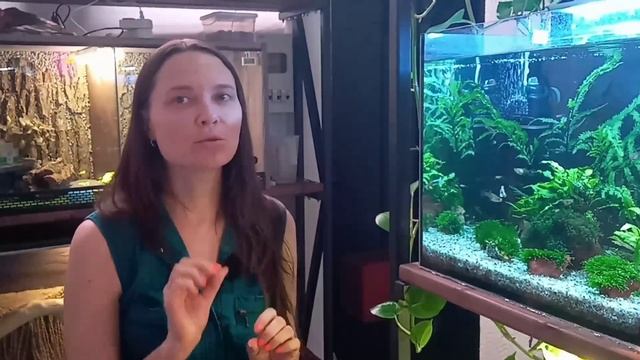 Помутнела вода в аквариуме / Почему / Как исправить