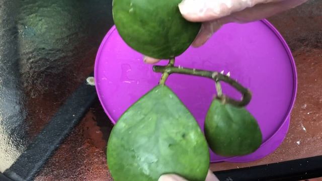 Размножение хойи черенкованием. Уход за хойями. Хойя обовата, керри, куртиси, мультифлора, и др.