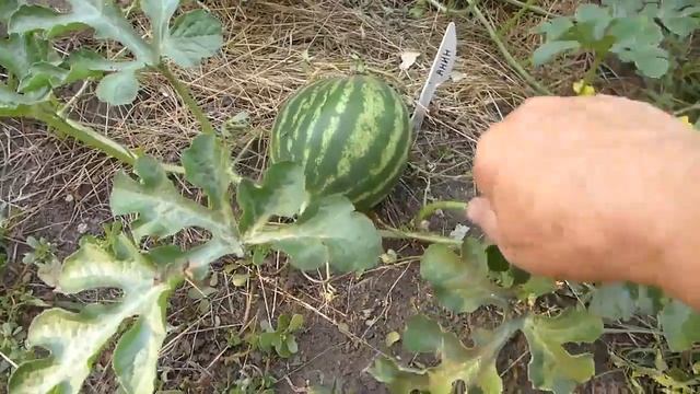 Формировка и прищипка арбузов. Это важно знать для хорошего урожая!