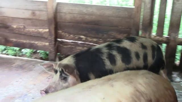 Пьетрен ,Дюрок, Ландрас , Крупная Белая и помесь Вьетнамца и Ландраса вот что я увидел в другом лпх