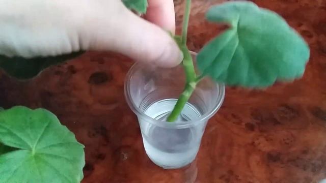 Алоэ - укоренитель черенков Пеларгонии (Герани) #цветы #пеларгония #советы #герань #алоэ