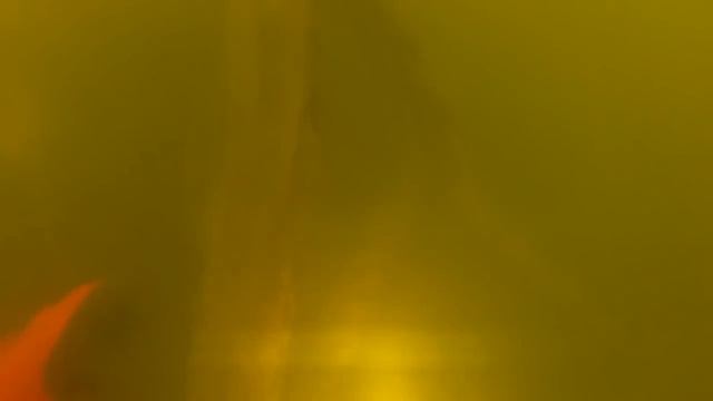 Здесь живут Большие СОМЫ!Подводная охота на Сома в корягах!