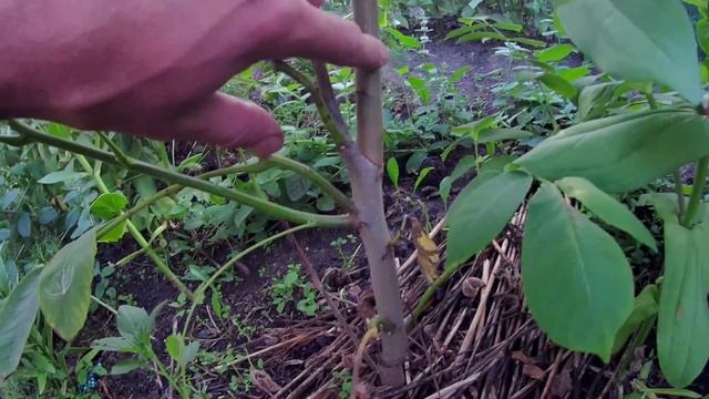 Сердцевидному ореху 2 года с момента посадки. Как вырос сердцевидный орех из питомника Орешка