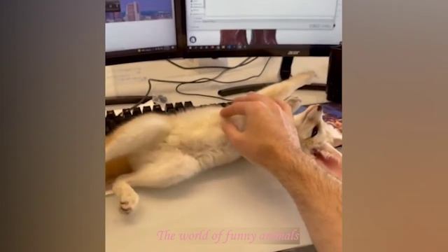 Обалденно смешные кошки! Подборка приколов с котами и кошками август 2022