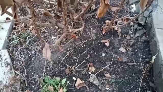 ?Подготовка вейгелы к зиме.