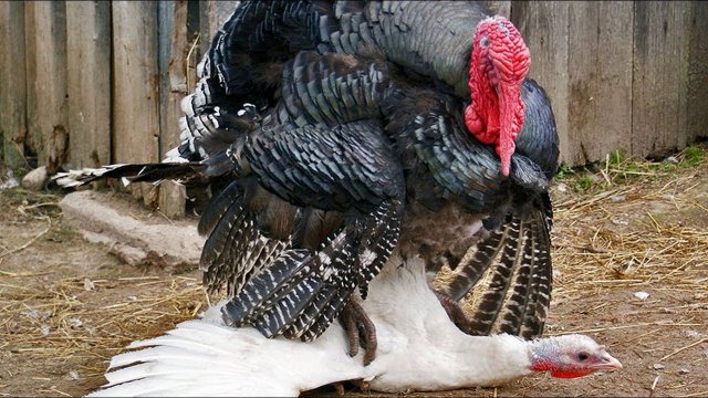 ИНДЮКИ В ДЕЛЕ! Огромные наглые птицы, которым закон не писан!