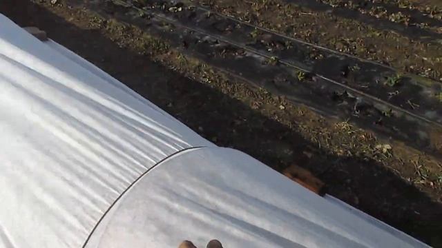 Укрытие клубники,тоннели из агроспана для клубники