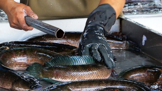 Тайская еда - Рыбный суп из змеиной рыбы. Бангкок морепродукты. Таиланд.