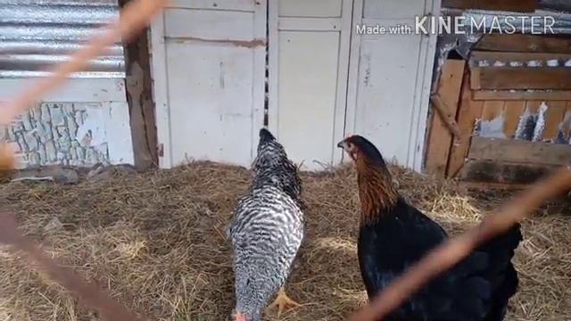 Цыплята Доминант Птицеводство Когда начинают нести яйца