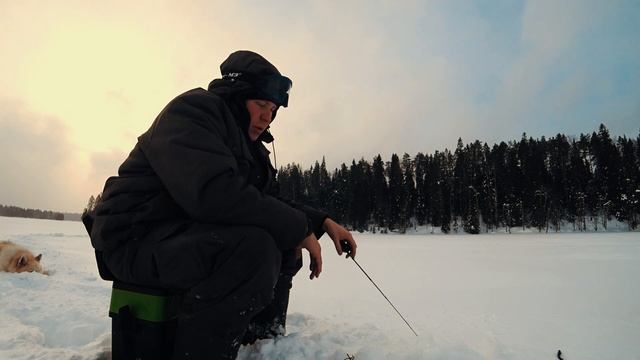 ЗИМНЯЯ РЫБАЛКА НА БАЛАНСИР ESOX ЛОВЛЯ ОКУНЯ #КАРЕЛИЯ