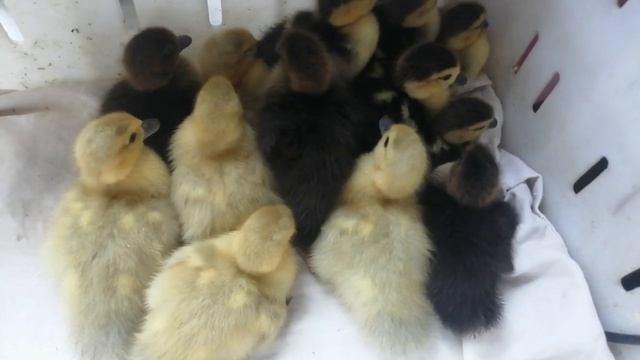 Мускусные утки - лаванда и серебро, как отличить лавандового утенка//Выращивание утят