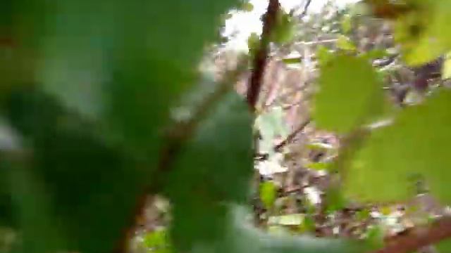 ВИШНЯК от соседей. Борьба с порослью вишни