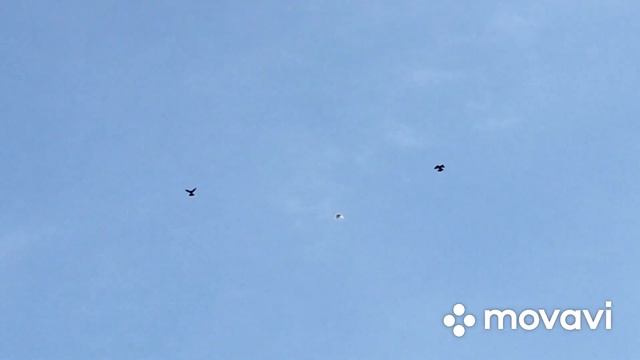 Николаевские голуби города Усмани Липецкой области Чернышова Михаила.  12.