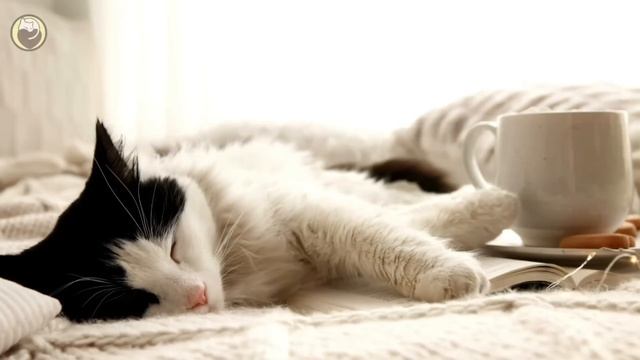 Calming Music for Cats -  Relaxation, Deep Sleep, Stress Relief, Peaceful Piano Music