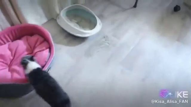 Киска алиска