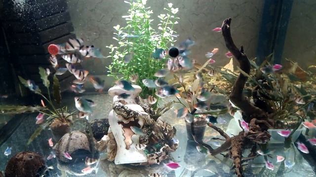 Барбусы и Тернеции в аквариуме. Кормление аквариумных рыбок.