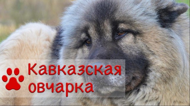 Кавказская овчарка | Все о породе