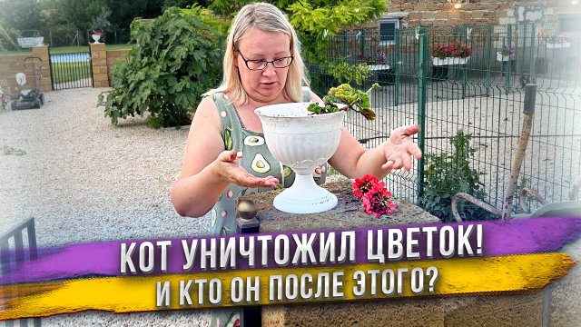 Кот-дурак уронил и сломал мой любимый цветок! Яна очень злая!