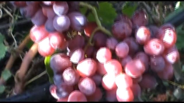 Виноград Дарвика селекции В. Калугина (The Grapes of Darvika)
