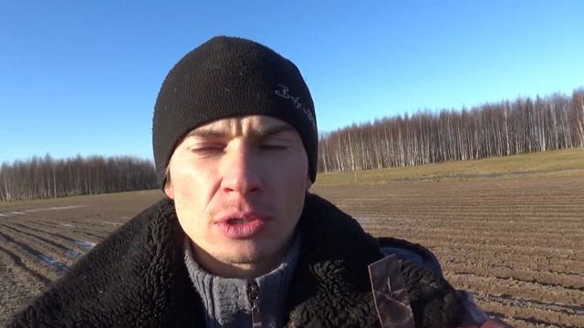 Мой опыт реализации и выращивания чеснока.