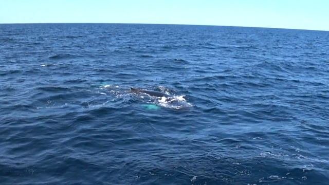 Киты в природе. Зрелище на 100%! Горбатые киты Атлантического океана