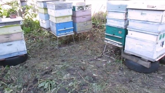 ответы на вопросы по пчеловодству - расположение ульев с пчелами на пасеке