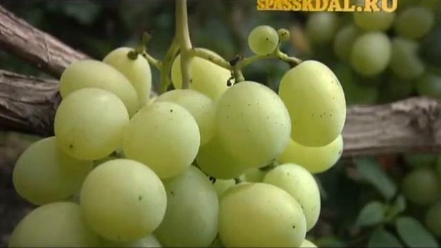 Клуб любителей винограда
