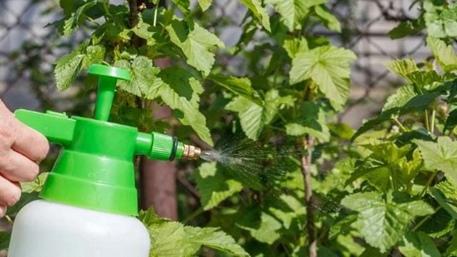 Мой проверенный способ, который позволяет извести надоедливую Тлю с черной смородины