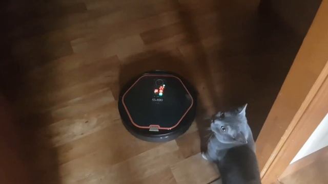 РЖАЧНЫЙ ГОВОРЯЩИЙ РОБОТ ПЫЛЕСОС РУГАЕТСЯ НА КОТА !!! ТАКОГО ВЫ ЕЩЁ НЕ ВИДЕЛИ :)
