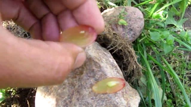 ??Виноград Самба. Ранний сорт винограда. Виноград севера.