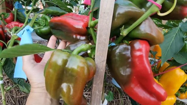 Перчинка сезона 2021. Мои супер урожайные перцы в открытом грунте. Обзор посадок по гибридам