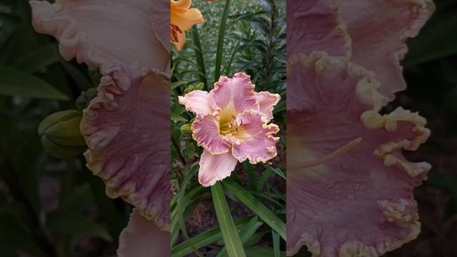 ? Расцвëл лилейник Бестселлер. Моя любовь с первого взгляда❤️.  Hemerocallis Bestseller ?