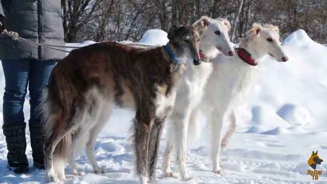 Русская псовая борзая. Знакомство с породой.