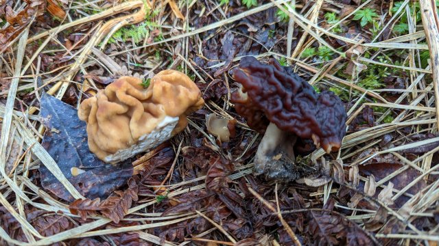 30.04.23 Первые весенние находки после саркосцифы. Направление - южное 🌴.