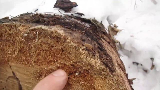 Как избавиться от жуков в срубе деревянного дома?