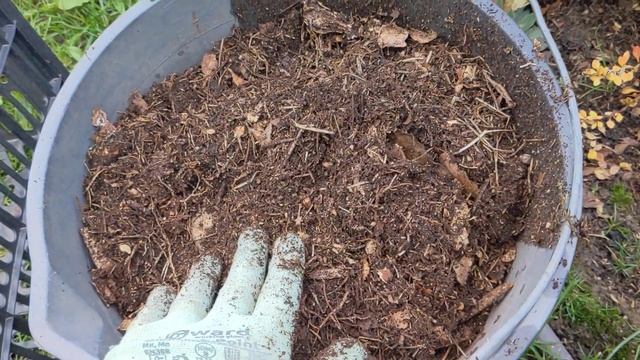 Подготовка вересков к зиме/весне. Подмосковье 4 ноября 2023 г.