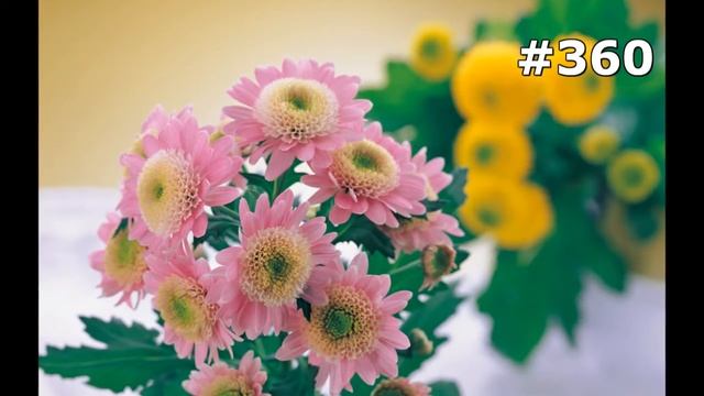 #360. Цветы и растения - самые яркие цветы