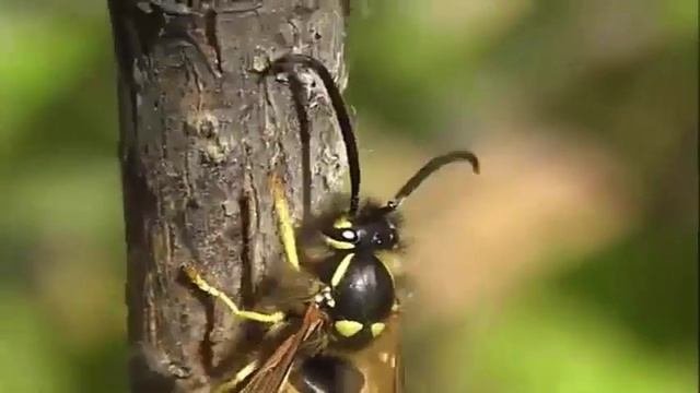HEXAPODA: Hymenoptera (Перепончатокрылые)