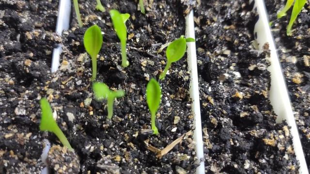 Хоста из семян первые результаты и уход за сеянцами #хоста#размножение#семена#