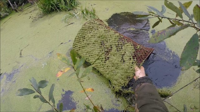 С мордами на ондатру (Будни охотника и рыбака)