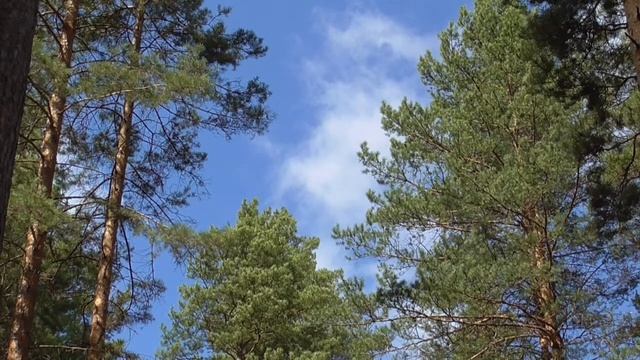 Полное восстановление здоровья поясницы, тазобедренных суставов, ног  Для мужчин Сытин Г.Н.