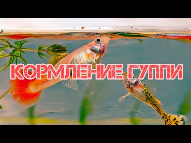 ПРАВИЛЬНОЕ КОРМЛЕНИЕ ГУППИ