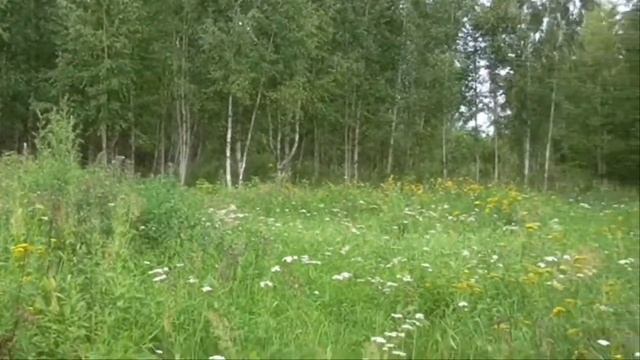 ПОИСК ЗЛАТА,СЕРЕБРА НА СТАРЫХ ДОРОГАХ