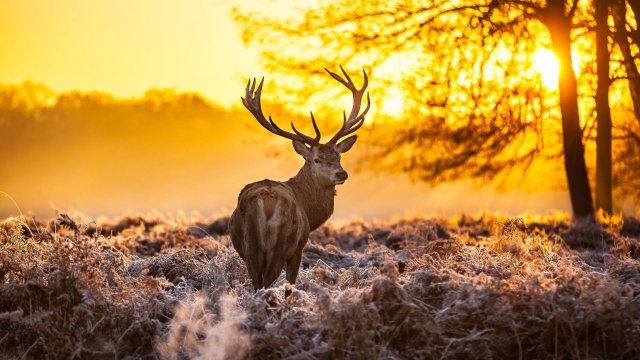 Animal Planet 4K