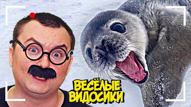 ВЕСЕЛЫЕ ВИДОСИКИ!