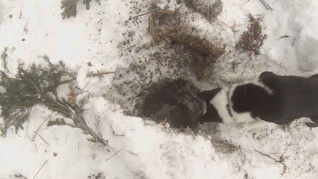 Охота на бобра капканами зимой