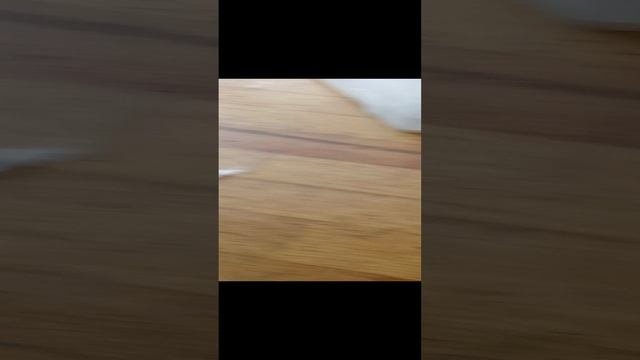 плюсы и минусы моих питомцев и мои питомцы
