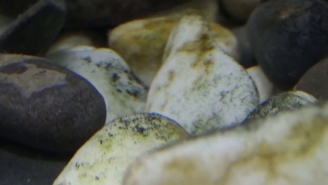 #СтопХим /Бурые водоросли.Диатомовые.Как избавиться от водорослей без химии