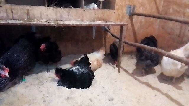 Молочная кислота для кур!